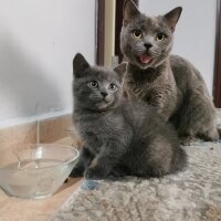 British Shorthair, Kedi  Müezza fotoğrafı