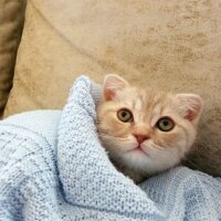 Scottish Fold, Kedi  Balım fotoğrafı