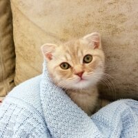 Scottish Fold, Kedi  Balım fotoğrafı