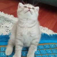 Scottish Fold, Kedi  Balım fotoğrafı