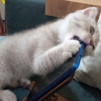 Scottish Fold, Kedi  Balım fotoğrafı