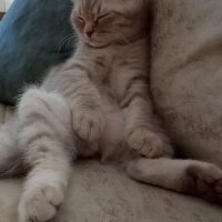 Scottish Fold, Kedi  Balım fotoğrafı