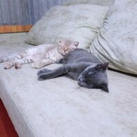 Scottish Fold, Kedi  Balım fotoğrafı