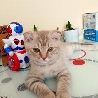 Scottish Fold, Kedi  Balım fotoğrafı