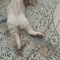 Scottish Fold, Kedi  Balım fotoğrafı