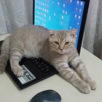 Scottish Fold, Kedi  Balım fotoğrafı