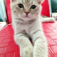 Scottish Fold, Kedi  Balım fotoğrafı