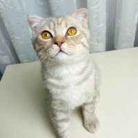 Scottish Fold, Kedi  Balım fotoğrafı