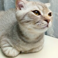 Scottish Fold, Kedi  Balım fotoğrafı