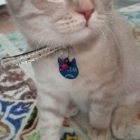 Scottish Fold, Kedi  Balım fotoğrafı