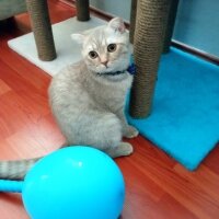 Scottish Fold, Kedi  Balım fotoğrafı