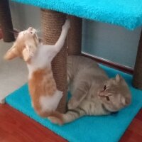 Scottish Fold, Kedi  Balım fotoğrafı