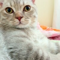 Scottish Fold, Kedi  Balım fotoğrafı