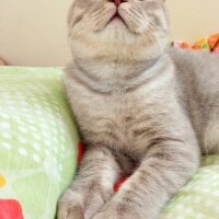 Scottish Fold, Kedi  Balım fotoğrafı