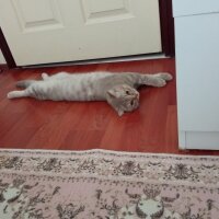 Scottish Fold, Kedi  Balım fotoğrafı