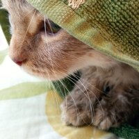 Scottish Fold, Kedi  Balım fotoğrafı