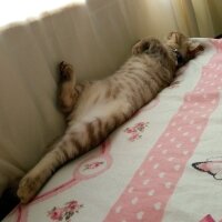 Scottish Fold, Kedi  Balım fotoğrafı