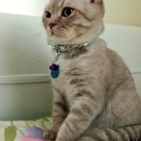 Scottish Fold, Kedi  Balım fotoğrafı