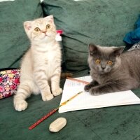 Scottish Fold, Kedi  Balım fotoğrafı