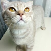 Scottish Fold, Kedi  Balım fotoğrafı