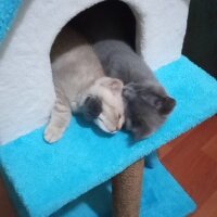 Scottish Fold, Kedi  Balım fotoğrafı