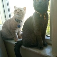 Scottish Fold, Kedi  Balım fotoğrafı