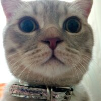 Scottish Fold, Kedi  Balım fotoğrafı