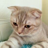 Scottish Fold, Kedi  Balım fotoğrafı