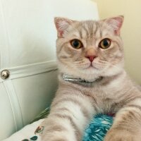 Scottish Fold, Kedi  Balım fotoğrafı