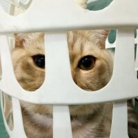 Scottish Fold, Kedi  Balım fotoğrafı