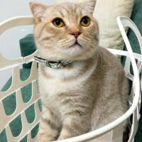 Scottish Fold, Kedi  Balım fotoğrafı