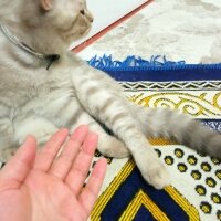 Scottish Fold, Kedi  Balım fotoğrafı