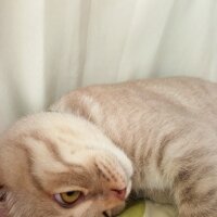 Scottish Fold, Kedi  Balım fotoğrafı