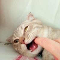 Scottish Fold, Kedi  Balım fotoğrafı