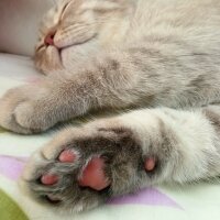 Scottish Fold, Kedi  Balım fotoğrafı