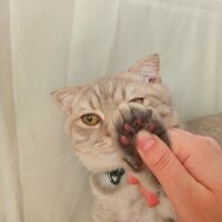 Scottish Fold, Kedi  Balım fotoğrafı