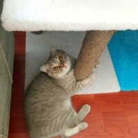 Scottish Fold, Kedi  Balım fotoğrafı