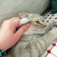 Scottish Fold, Kedi  Balım fotoğrafı