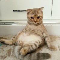 Scottish Fold, Kedi  Balım fotoğrafı