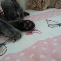 Scottish Fold, Kedi  Balım fotoğrafı