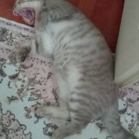 Scottish Fold, Kedi  Balım fotoğrafı