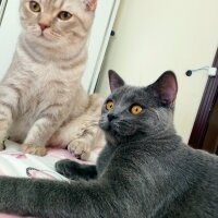 Scottish Fold, Kedi  Balım fotoğrafı