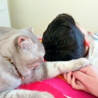 Scottish Fold, Kedi  Balım fotoğrafı