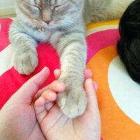 Scottish Fold, Kedi  Balım fotoğrafı