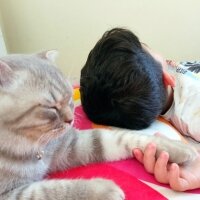 Scottish Fold, Kedi  Balım fotoğrafı