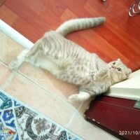 Scottish Fold, Kedi  Balım fotoğrafı