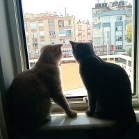 Scottish Fold, Kedi  Balım fotoğrafı