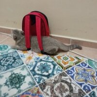 Scottish Fold, Kedi  Balım fotoğrafı