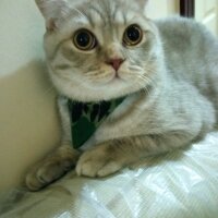 Scottish Fold, Kedi  Balım fotoğrafı