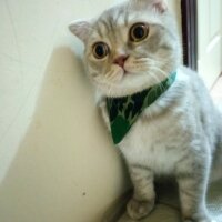 Scottish Fold, Kedi  Balım fotoğrafı